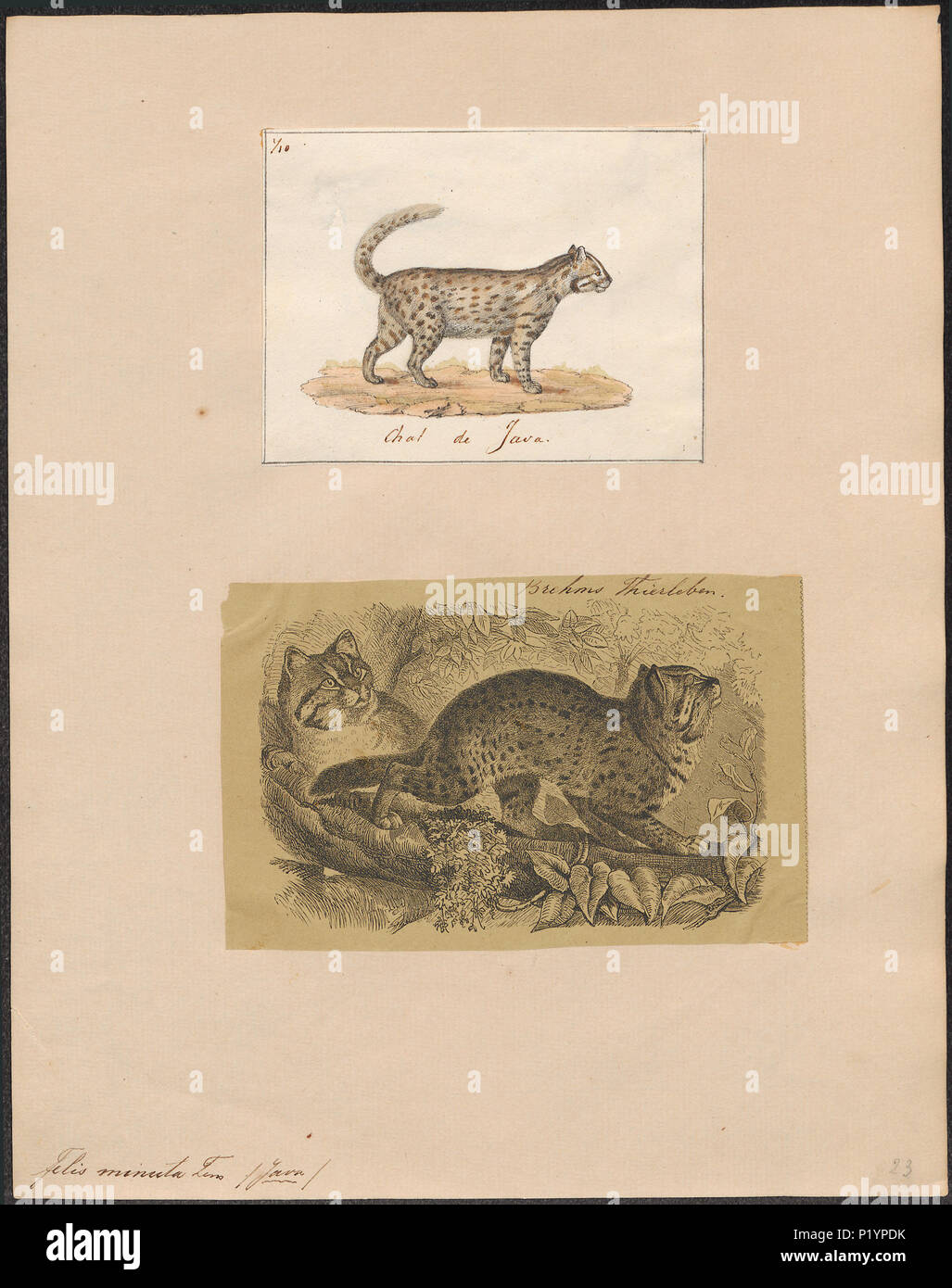 . Felis minuta . tra il 1700 e il 1880 124 Felis minuta - 1700-1880 - Stampa - Iconographia Zoologica - Collezioni Speciali Università di Amsterdam - UBA01 IZ22100380 Foto Stock
