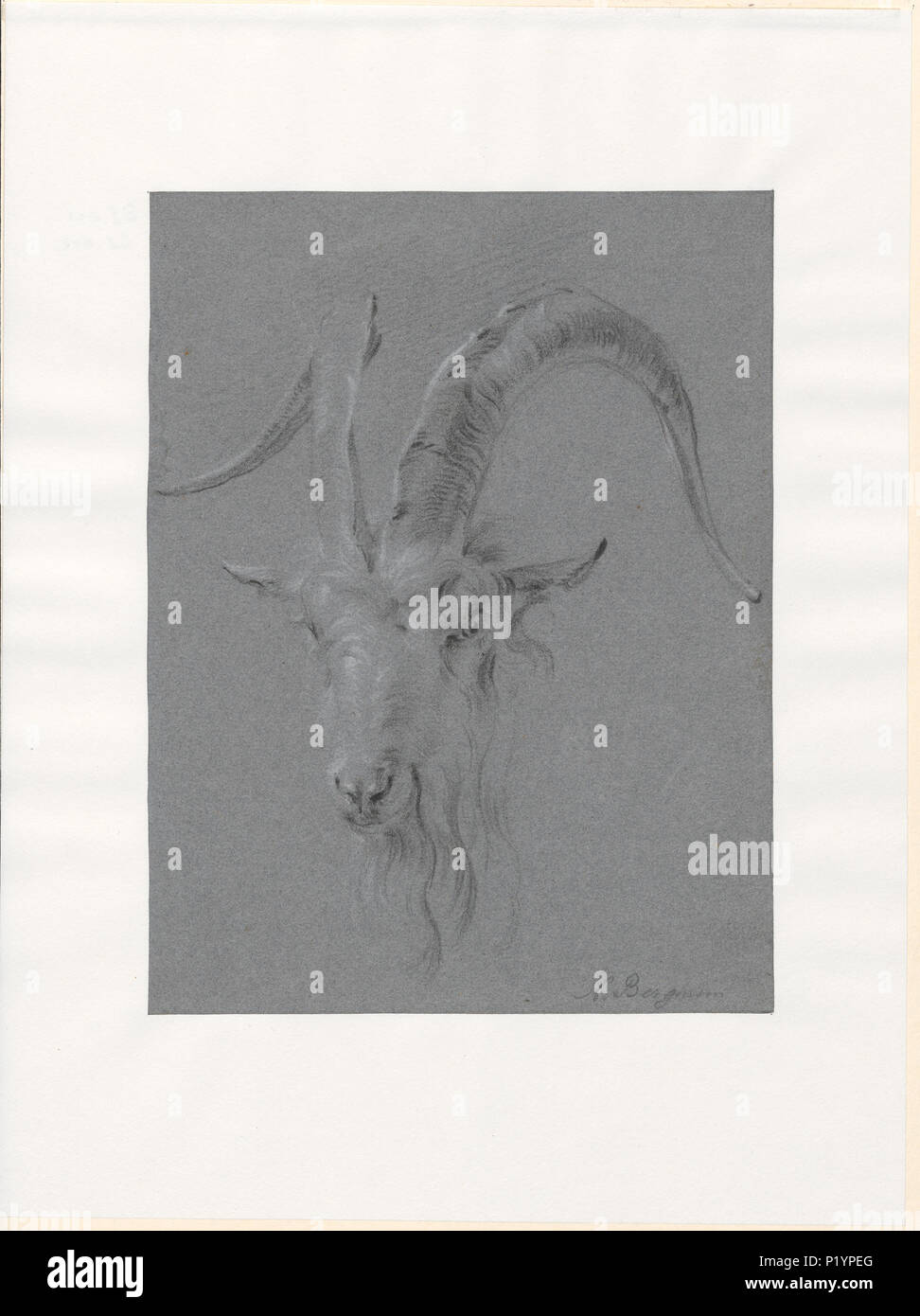 51 Capra hircus - 1620-1683 - Stampa - Iconographia Zoologica - Collezioni Speciali Università di Amsterdam - UBA01 IZA1000051 Foto Stock