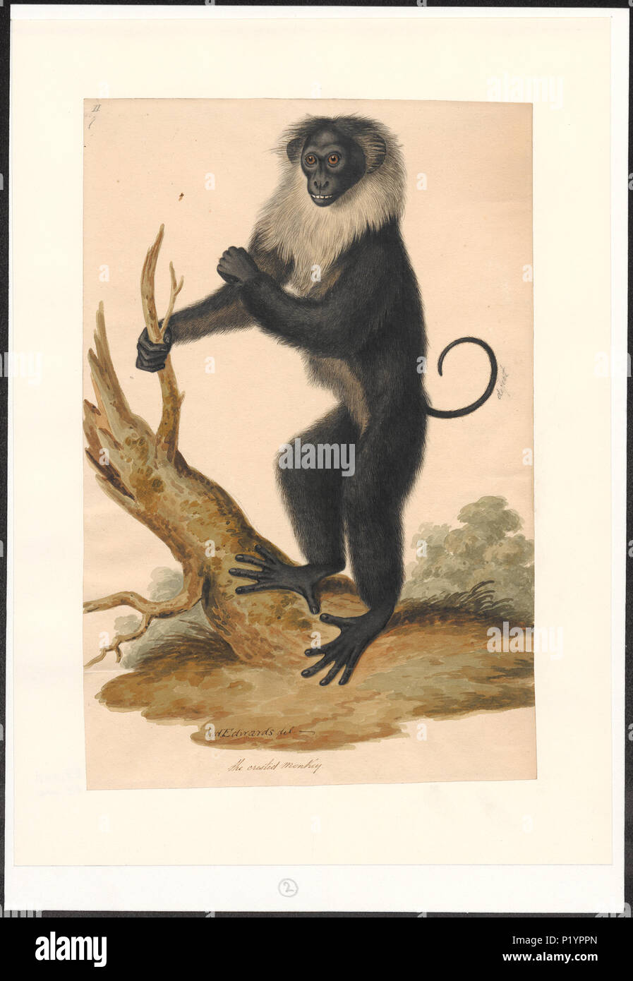 293 Simia spec. - 1700-1880 - Stampa - Iconographia Zoologica - Collezioni Speciali Università di Amsterdam - UBA01 IZA1000124 Foto Stock