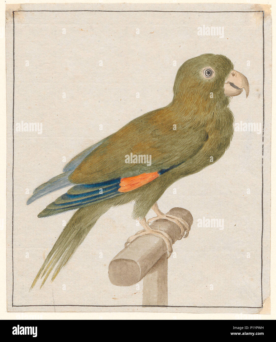 . Psittacidae . tra il 1753 e il 1834 272 Parrots - 1753-1834 - Stampa - Iconographia Zoologica - Collezioni Speciali Università di Amsterdam - UBA01 IZA1000240 Foto Stock