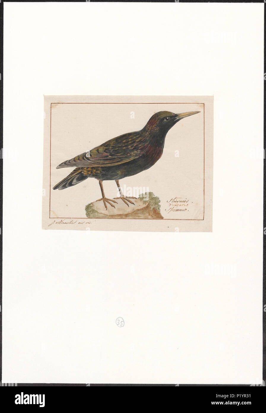 . Lo Sturnus vulgaris . tra il 1753 e il 1834 298 Sturnus vulgaris - 1753-1834 - Stampa - Iconographia Zoologica - Collezioni Speciali Università di Amsterdam - UBA01 IZA1000274 Foto Stock