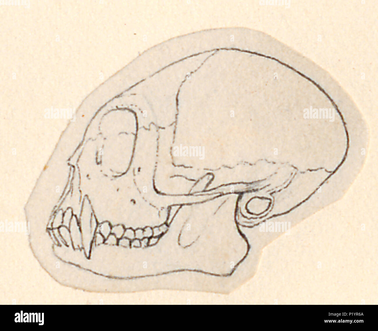 . Leontopithecus rosalia - schedel . tra il 1788 e il 1863 173 Leontopithecus rosalia - schedel - 1788-1863 - Stampa - Iconographia Zoologica - Collezioni Speciali Università di Amsterdam - UBA01 IZA1000470 Foto Stock