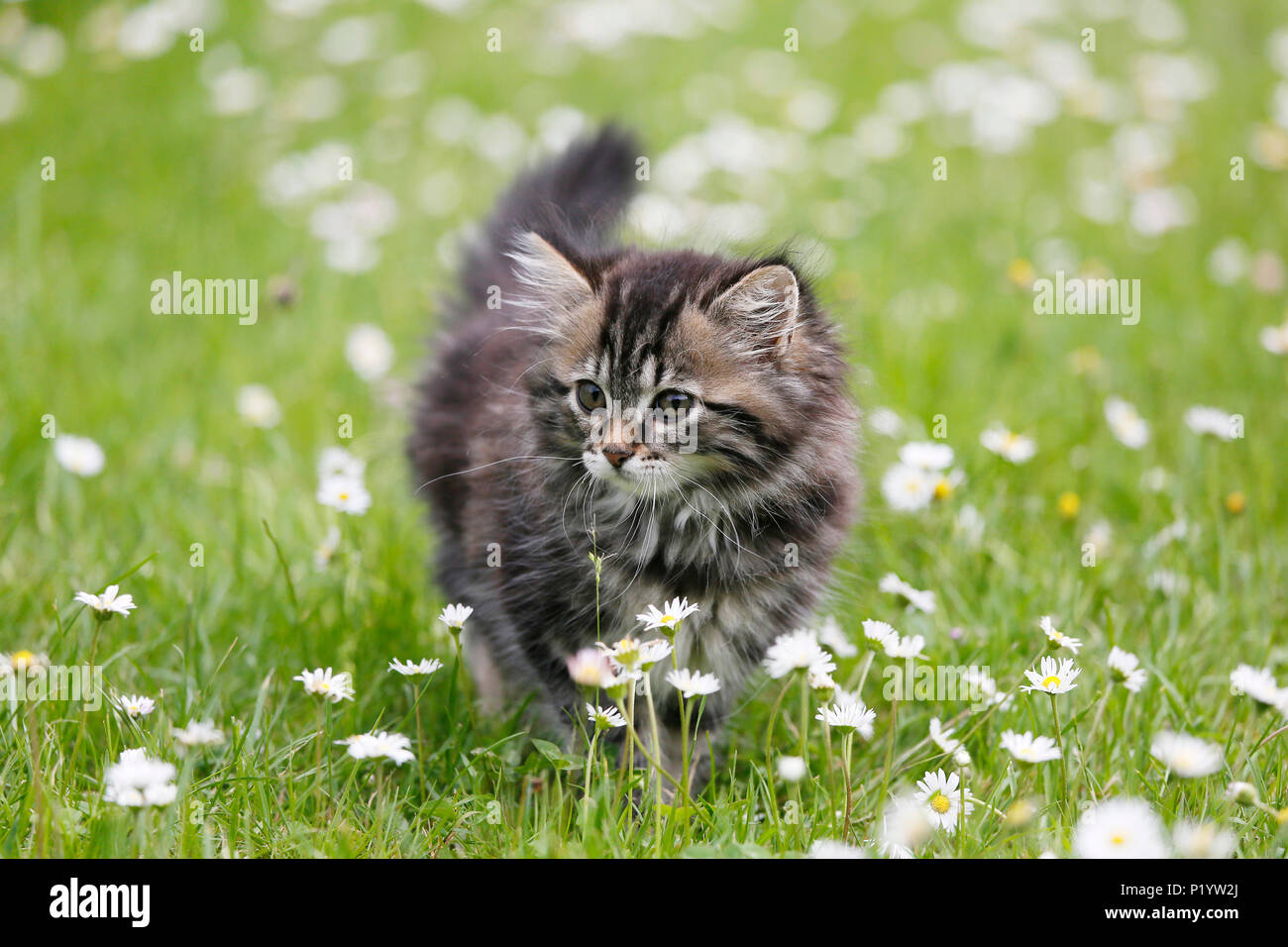 Seine et Marne. Cucciolo di sesso femminile di età compresa tra 9 settimane che corre intorno nell'erba. Margherite. Norwegian gatto di razza. Foto Stock