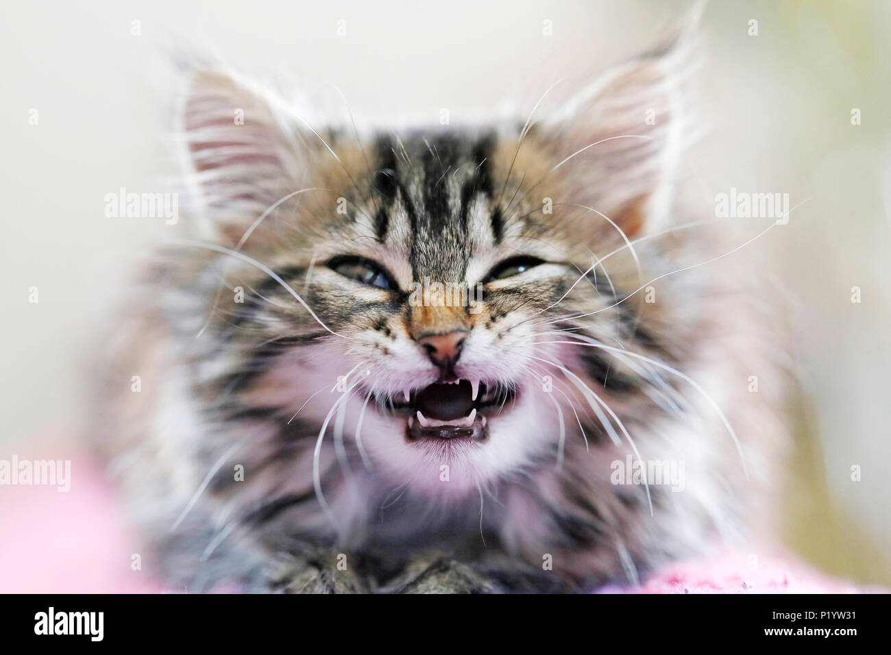 Seine et Marne. Close up di un cucciolo femmina sotto dieci settimane cercando di mostrare i suoi denti. I denti decidui. Norwegian gatto di razza. Foto Stock