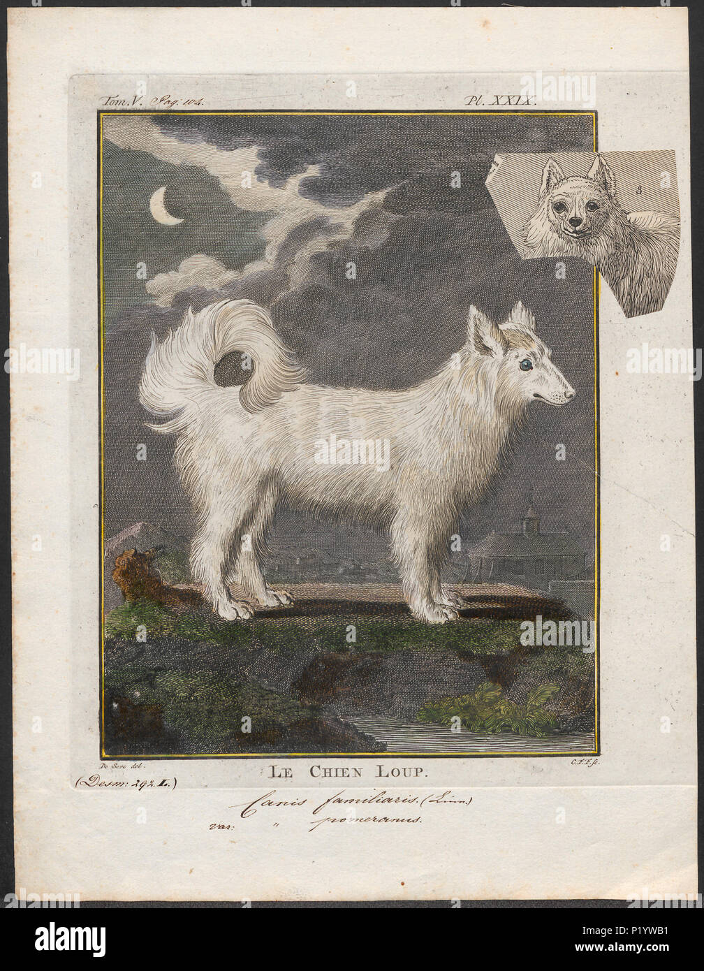 . Canis lupus familiaris . tra il 1700 e il 1880 49 Canis lupus familiaris - 1700-1880 - Stampa - Iconographia Zoologica - Collezioni Speciali Università di Amsterdam - UBA01 IZ22300133 Foto Stock