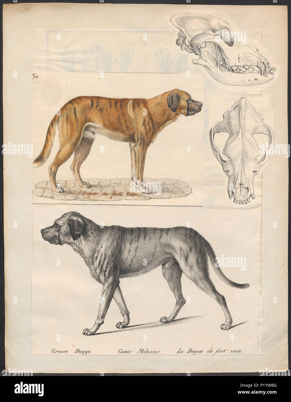 . Canis lupus familiaris. Una stampa di un cane e un cane il cranio con prognathism (Morso undershot). Il testo dell'immagine: Grosse Dogge. Canis Molossus. Le Dogue de fort gara. Tra il 1700 e il 1880 49 Canis lupus familiaris - 1700-1880 - Stampa - Iconographia Zoologica - Collezioni Speciali Università di Amsterdam - UBA01 IZ22300192 Foto Stock