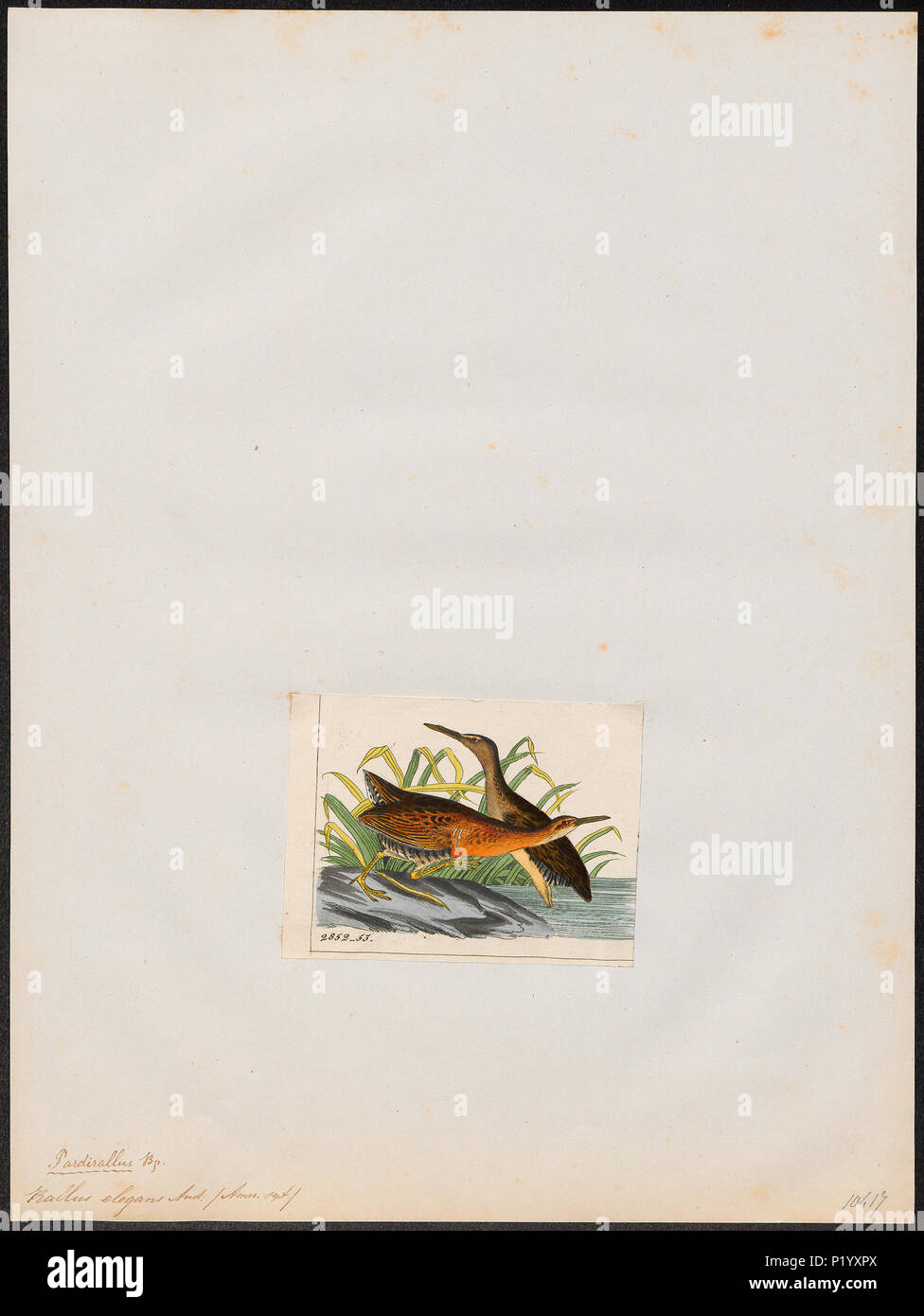 275 Rallus elegans - 1820-1863 - Stampa - Iconographia Zoologica - Collezioni Speciali Università di Amsterdam - UBA01 IZ17500023 Foto Stock