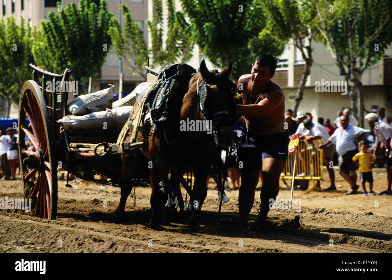 Tavernes de Valldigna, "Fiesta Mayor', carthorse concorrenza; La Safor regione. Foto Stock