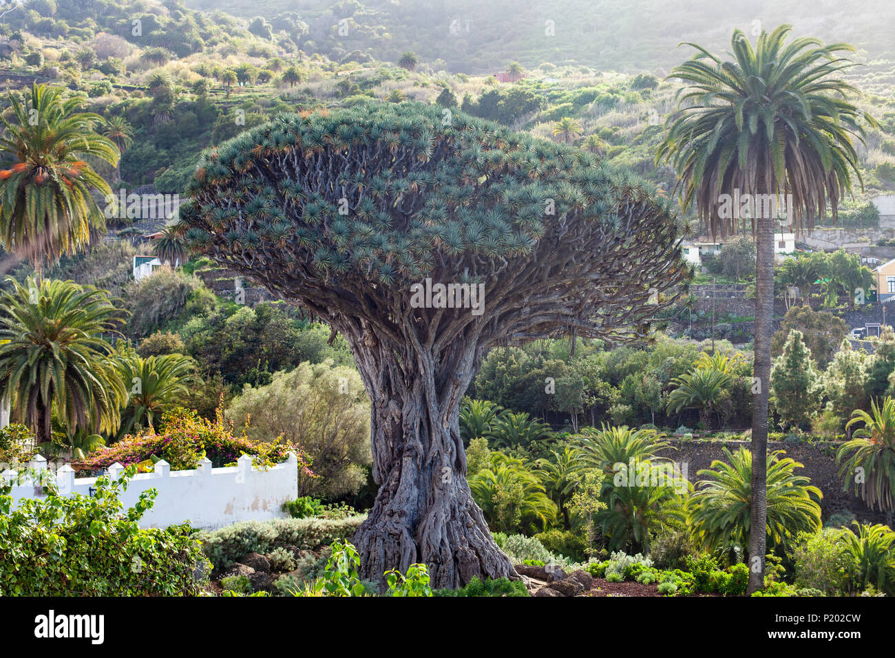Drago Millenario tree (El Drago) cresce in Icod de los Vinos, Tenerife, Isole Canarie, Spagna Foto Stock