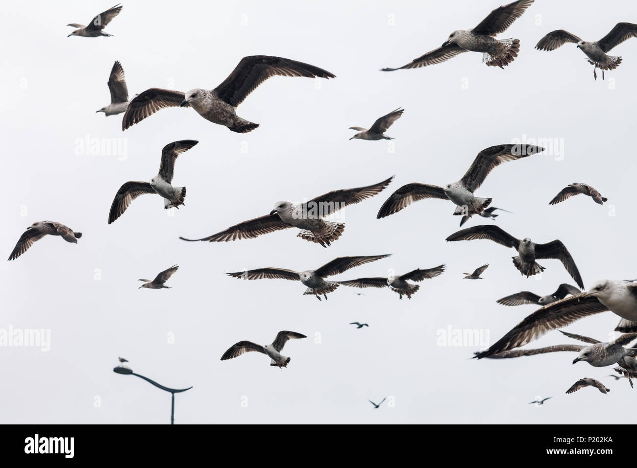 Grande gruppo di gabbiani che vola in cielo. Sullo sfondo della natura Foto Stock