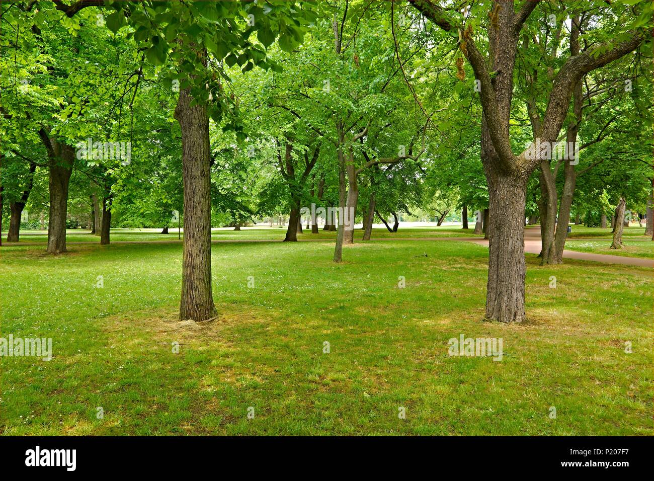 Verdi alberi in un parco Foto Stock