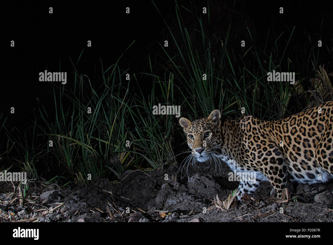 Un leopard su una telecamera nella trappola Satpura Parco Nazionale Foto Stock