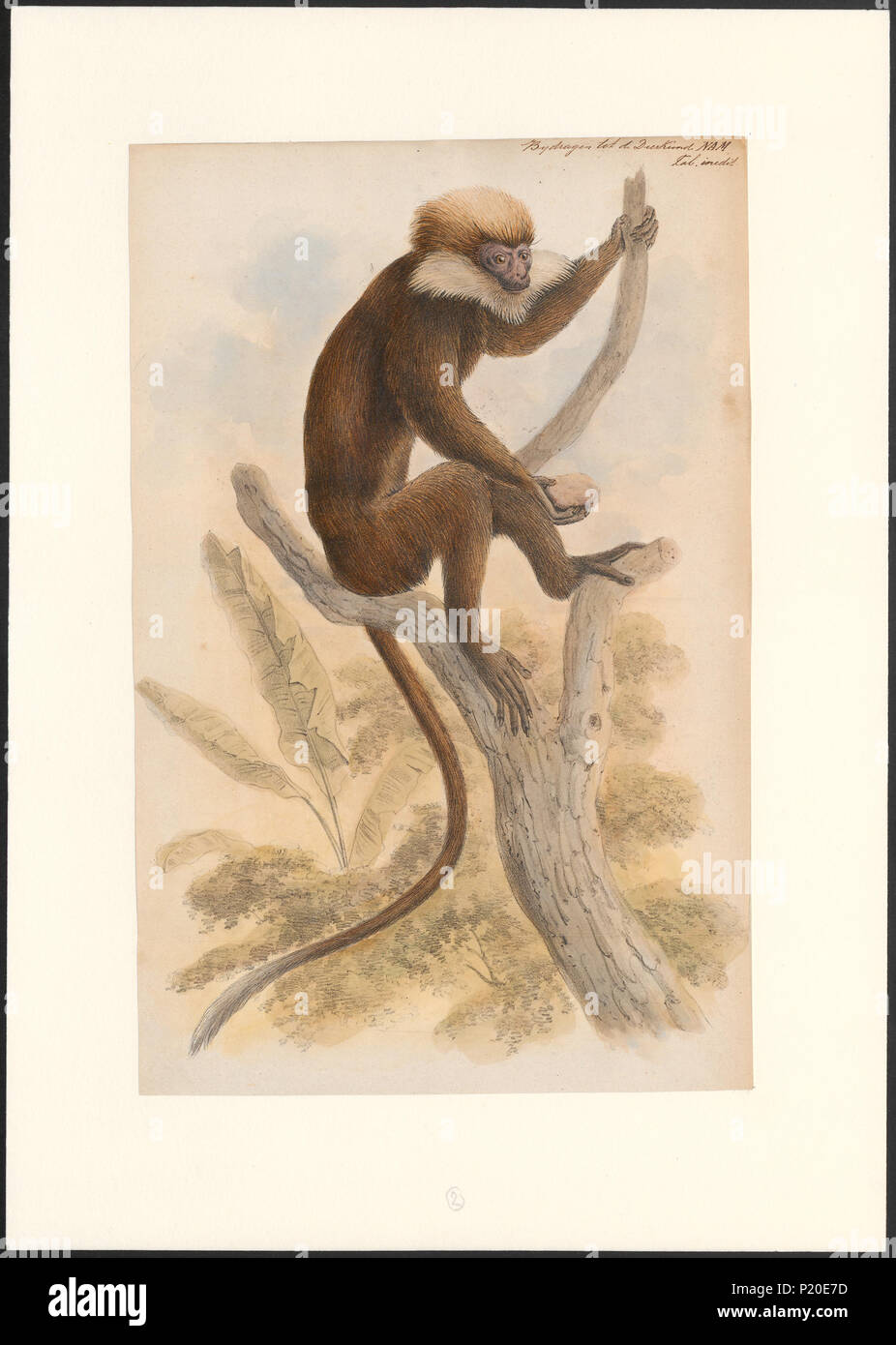 287 Semnopithecus Rufo - 1749-1842 - Stampa - Iconographia Zoologica - Collezioni Speciali Università di Amsterdam - UBA01 IZA1000855 Foto Stock