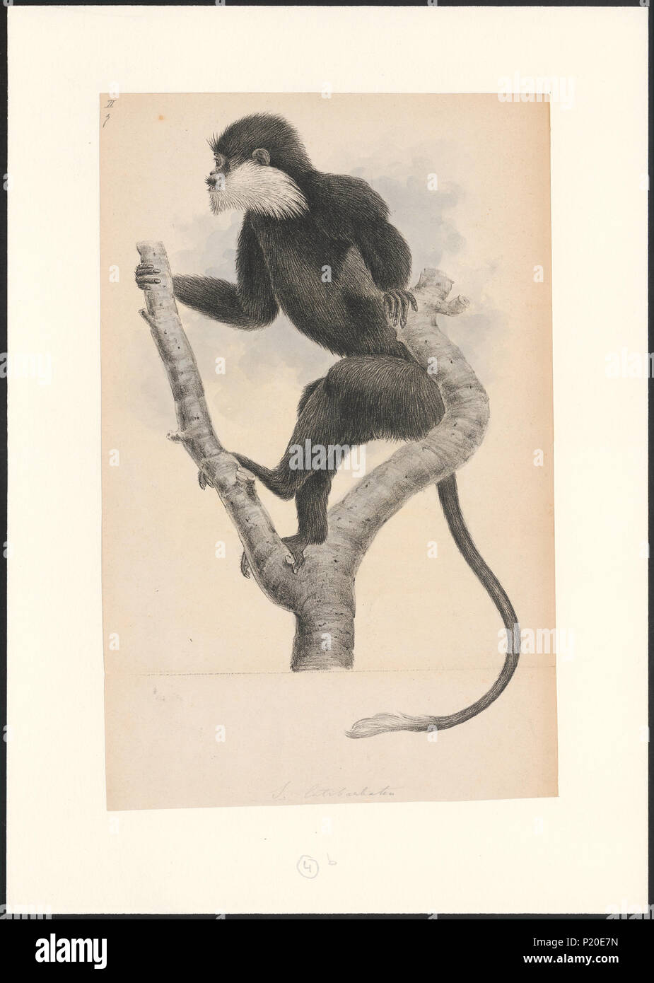 287 Semnopithecus latibarbatus - 1749-1842 - Stampa - Iconographia Zoologica - Collezioni Speciali Università di Amsterdam - UBA01 IZA1000863 Foto Stock