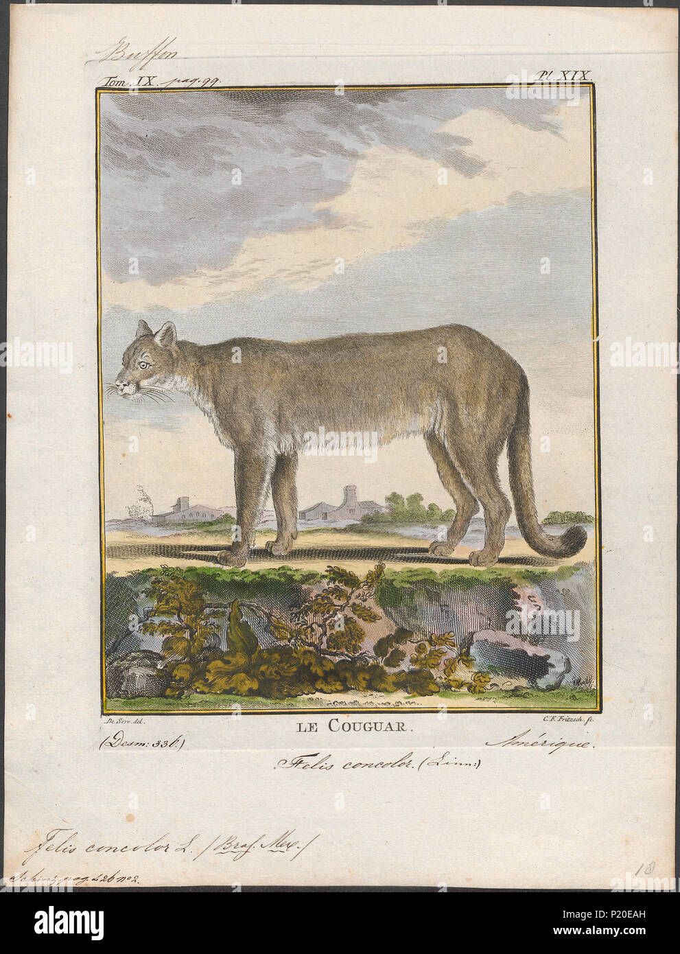 . Felis concolor . tra il 1700 e il 1880 123 Felis concolor - 1700-1880 - Stampa - Iconographia Zoologica - Collezioni Speciali Università di Amsterdam - UBA01 IZ22100314 Foto Stock