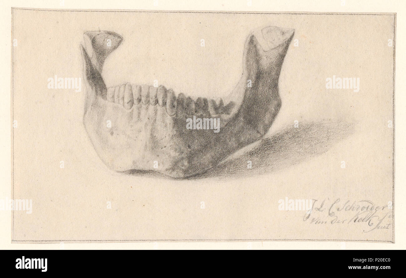 . Simiae - onderkaak . tra il 1797 e il 1862 293 Simiae - onderkaak - 1797-1862 - Stampa - Iconographia Zoologica - Collezioni Speciali Università di Amsterdam - UBA01 IZAA100088 Foto Stock
