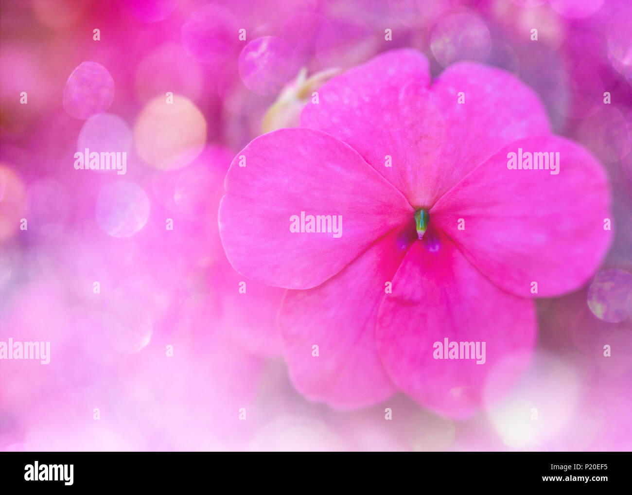 Coloratissimo glitter bokeh di fondo e la sfocatura soft focus di rosa fiori di impatiens con un background astratta. Foto Stock