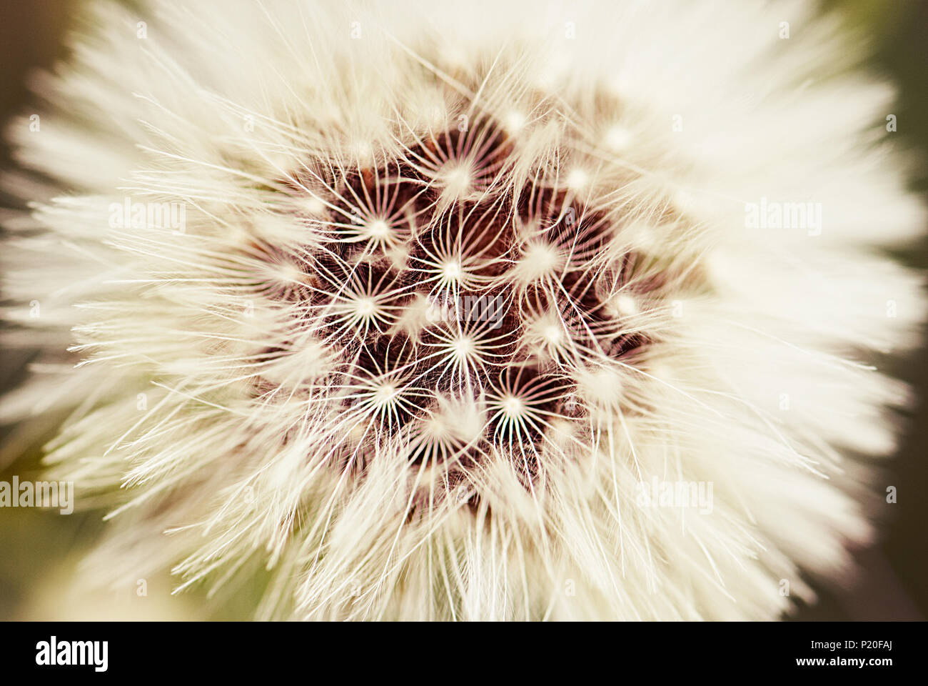 Fiore di tarassaco close-up con un filtro di sovrapposizione Foto Stock