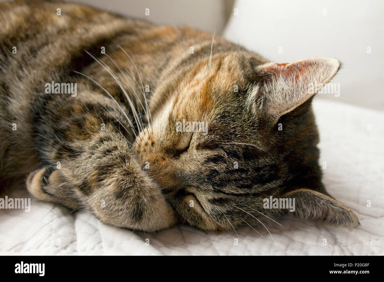 Gatto di sonno. Foto Stock