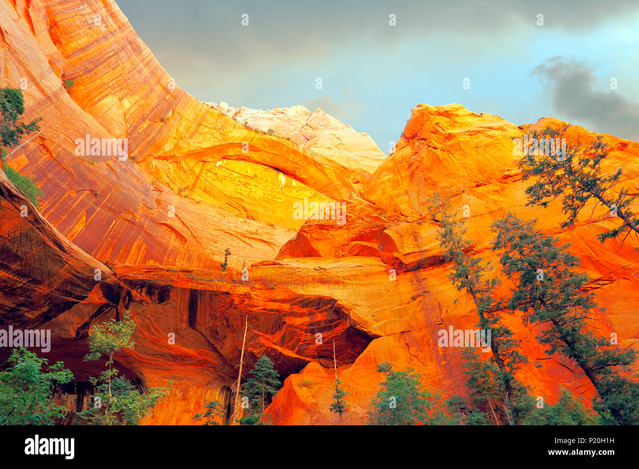 Stati Uniti d'America. Utah. Parco Nazionale di Zion. Sion Kolob. Canyon. Taylor Creek. Il doppio arco alcova. Gli alberi sono appesi al muro. Foto Stock