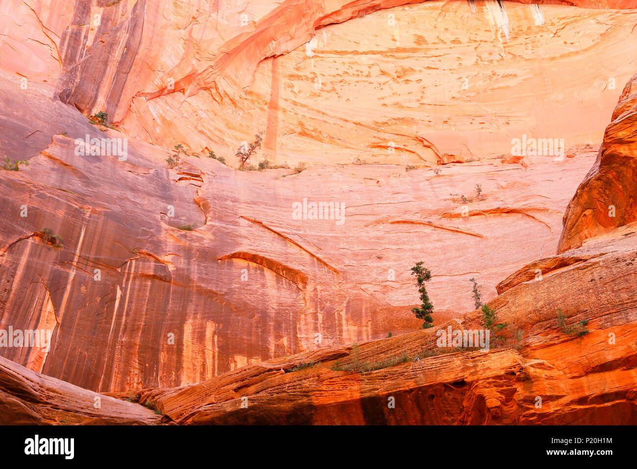 Stati Uniti d'America. Utah. Parco Nazionale di Zion. Sion Kolob. Canyon. Taylor Creek. Il doppio arco alcova. Gli alberi sono appesi al muro. Foto Stock