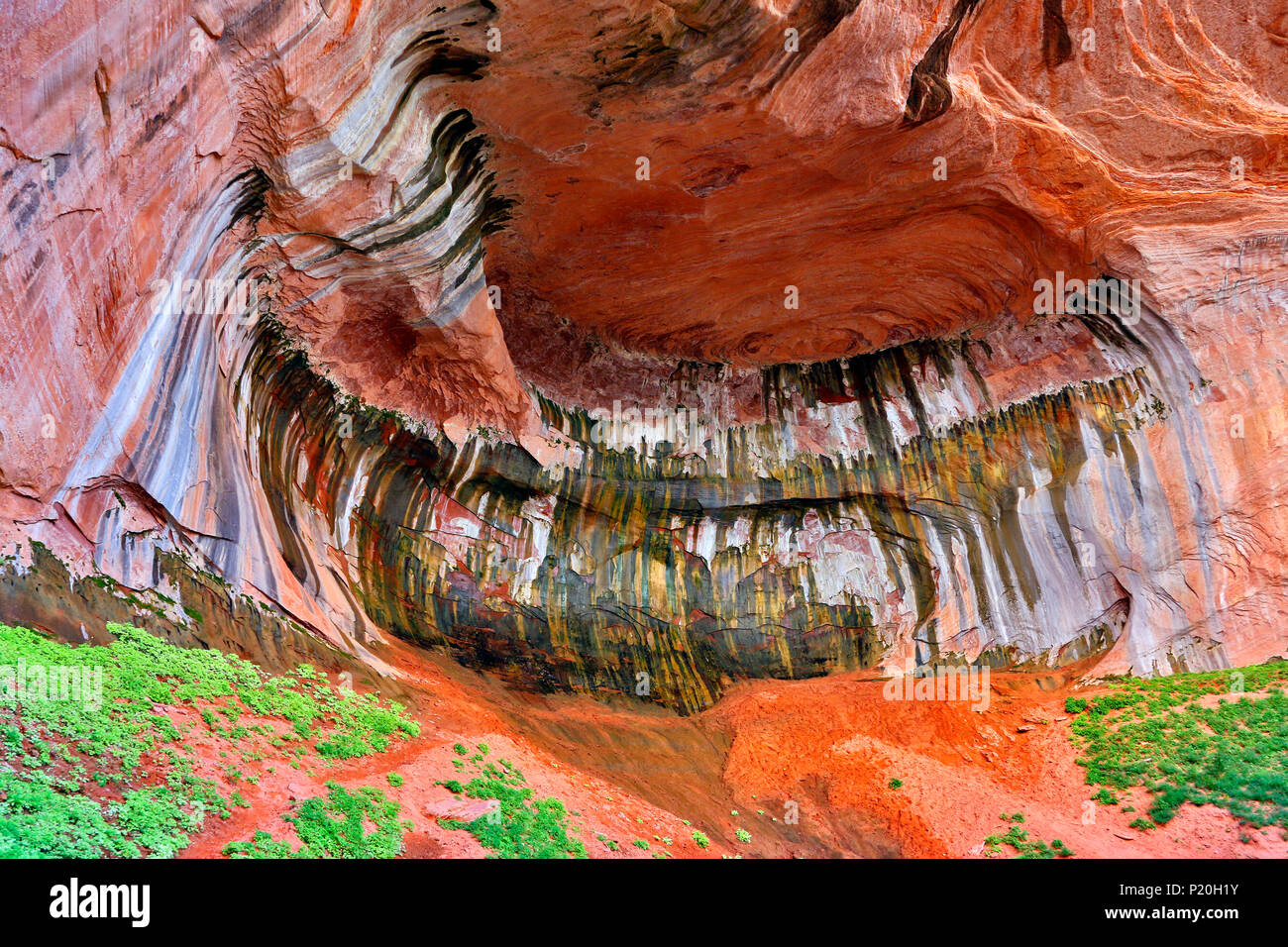 Stati Uniti d'America. Utah. Parco Nazionale di Zion. Sion Kolob. Canyon. Taylor Creek. Il doppio arco alcova. Foto Stock