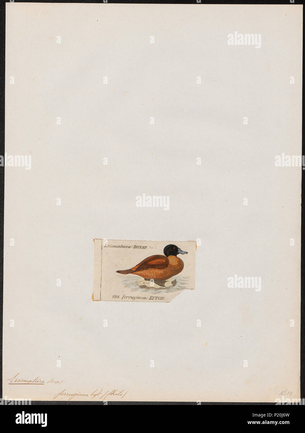 119 Erismatura ferruginea - 1820-1863 - Stampa - Iconographia Zoologica - Collezioni Speciali Università di Amsterdam - UBA01 IZ17700173 Foto Stock