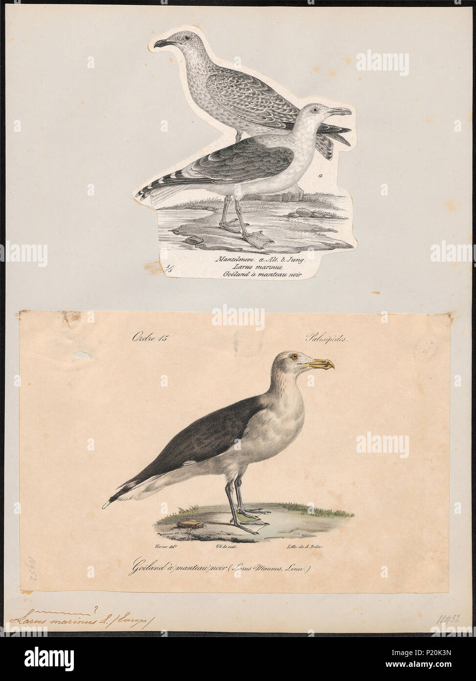 172 Larus marinus - 1700-1880 - Stampa - Iconographia Zoologica - Collezioni Speciali Università di Amsterdam - UBA01 IZ17900218 Foto Stock