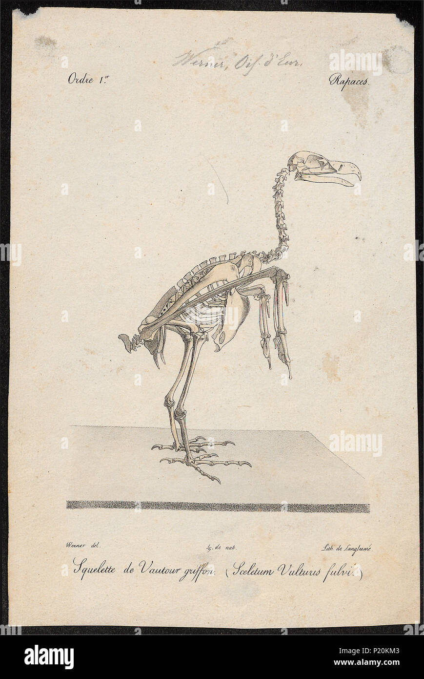 . Gyps fulvus - skelet . tra il 1842 e il 1848 143 Gyps fulvus - skelet - 1842-1848 - Stampa - Iconographia Zoologica - Collezioni Speciali Università di Amsterdam - UBA01 IZ18100073 Foto Stock