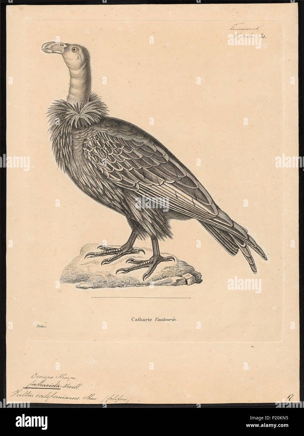 . Catharista californiana . tra il 1700 e il 1880 53 Catharista californiana - 1700-1880 - Stampa - Iconographia Zoologica - Collezioni Speciali Università di Amsterdam - UBA01 IZ18100123 Foto Stock