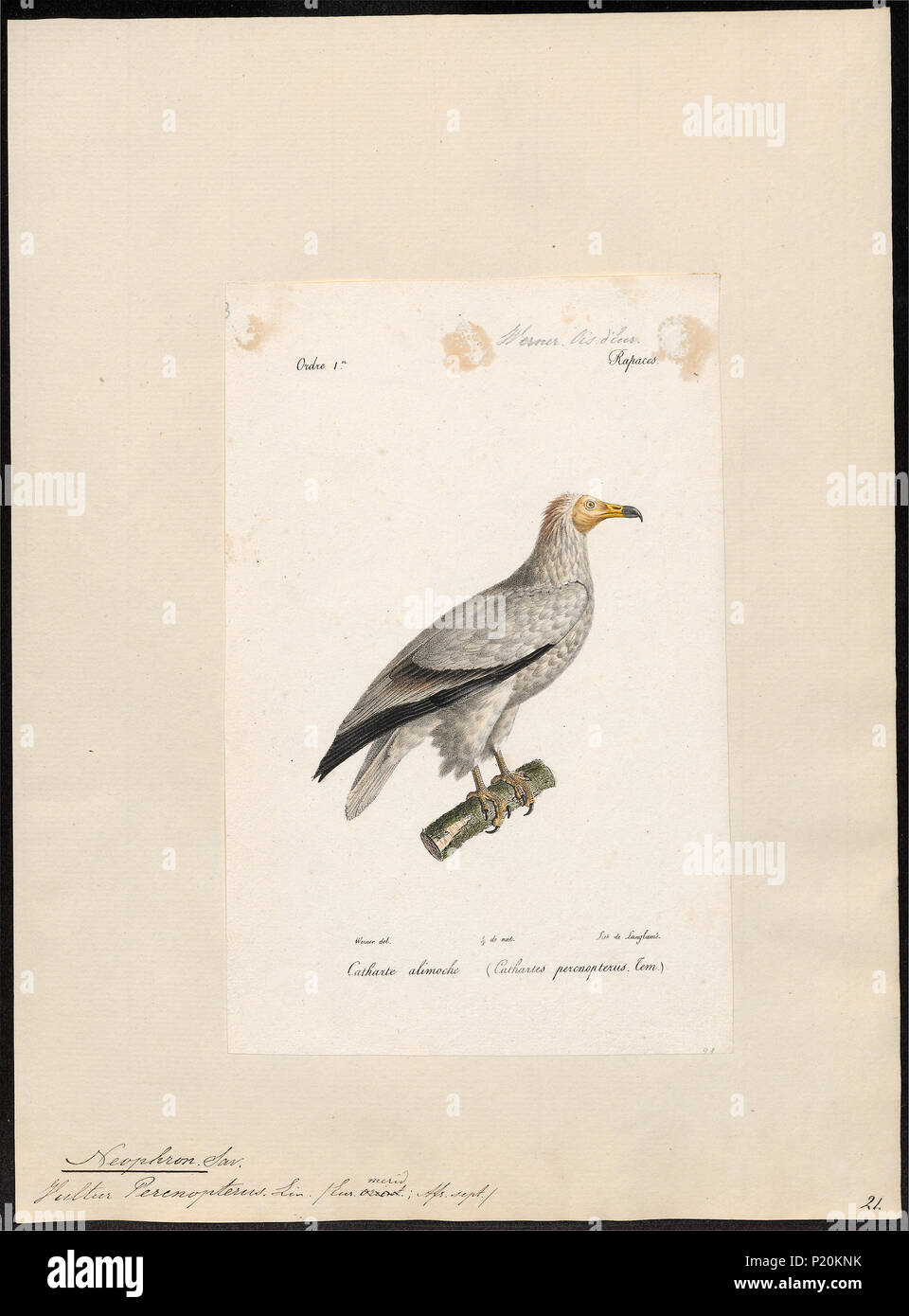 . Neophron percnopterus . tra il 1842 e il 1848 201 Neophron percnopterus - 1842-1848 - Stampa - Iconographia Zoologica - Collezioni Speciali Università di Amsterdam - UBA01 IZ18100139 Foto Stock