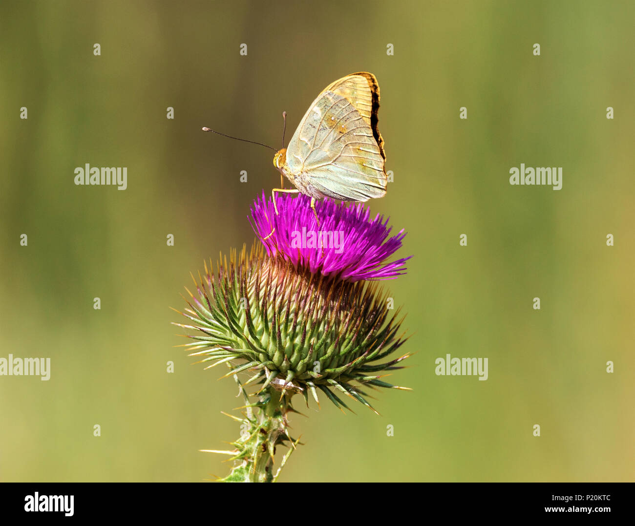 Immagine wildlife butterfly si siede sul Cirsium del Kirghizistan Foto Stock