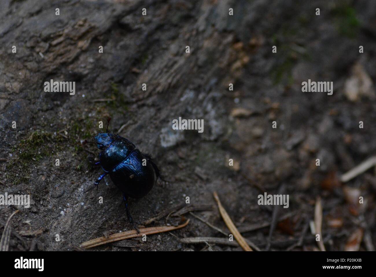 Un coleottero nero strisciando su un registro caduti in Bretagna, Francia Foto Stock