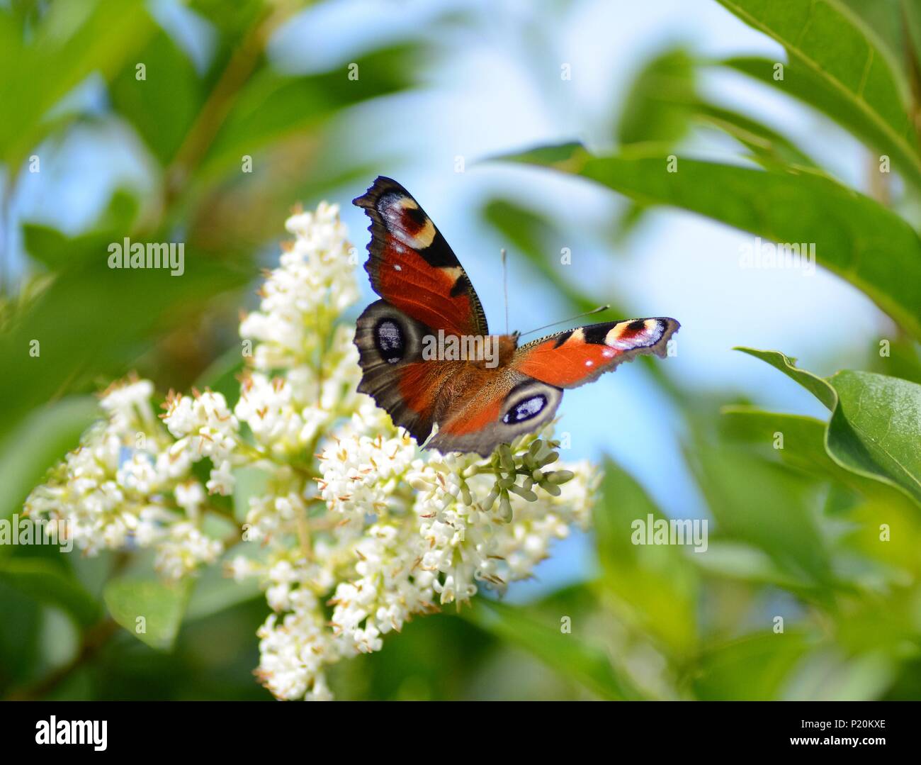 Una farfalla pavone acceso piccoli fiori bianchi in Bretagna, Francia Foto Stock