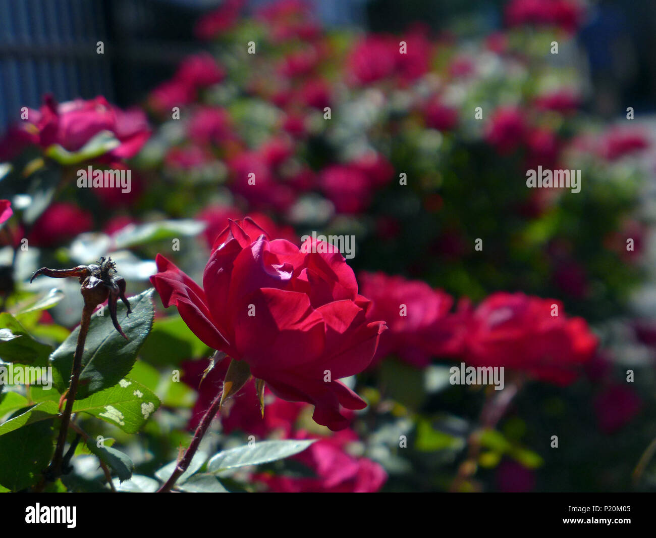 Rose rosse nel giardino fiorito. Foto Stock