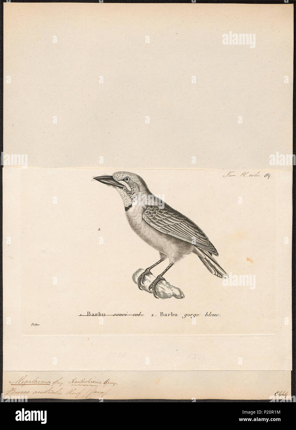 . Megalaima australis . tra il 1700 e il 1880 191 Megalaima australis - 1700-1880 - Stampa - Iconographia Zoologica - Collezioni Speciali Università di Amsterdam - UBA01 IZ18800062 Foto Stock