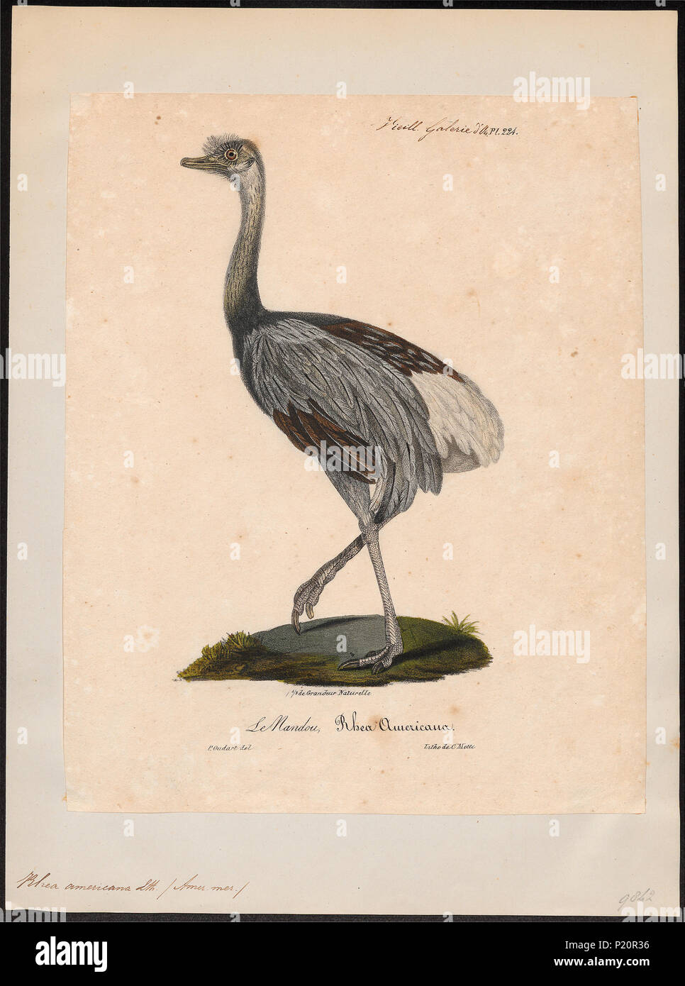 . Rhea americana . tra 1825 e 1834 277 Rhea americana - 1825-1834 - Stampa - Iconographia Zoologica - Collezioni Speciali Università di Amsterdam - UBA01 IZ18900029 Foto Stock