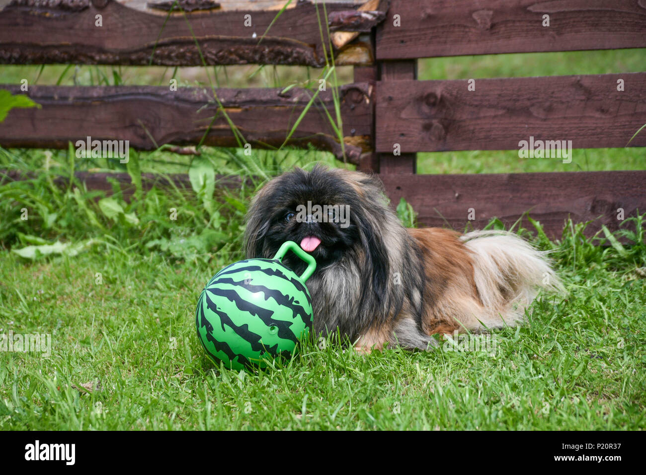 Un Pekinese dog sitter sull'erba contro una recinzione di legno Foto Stock