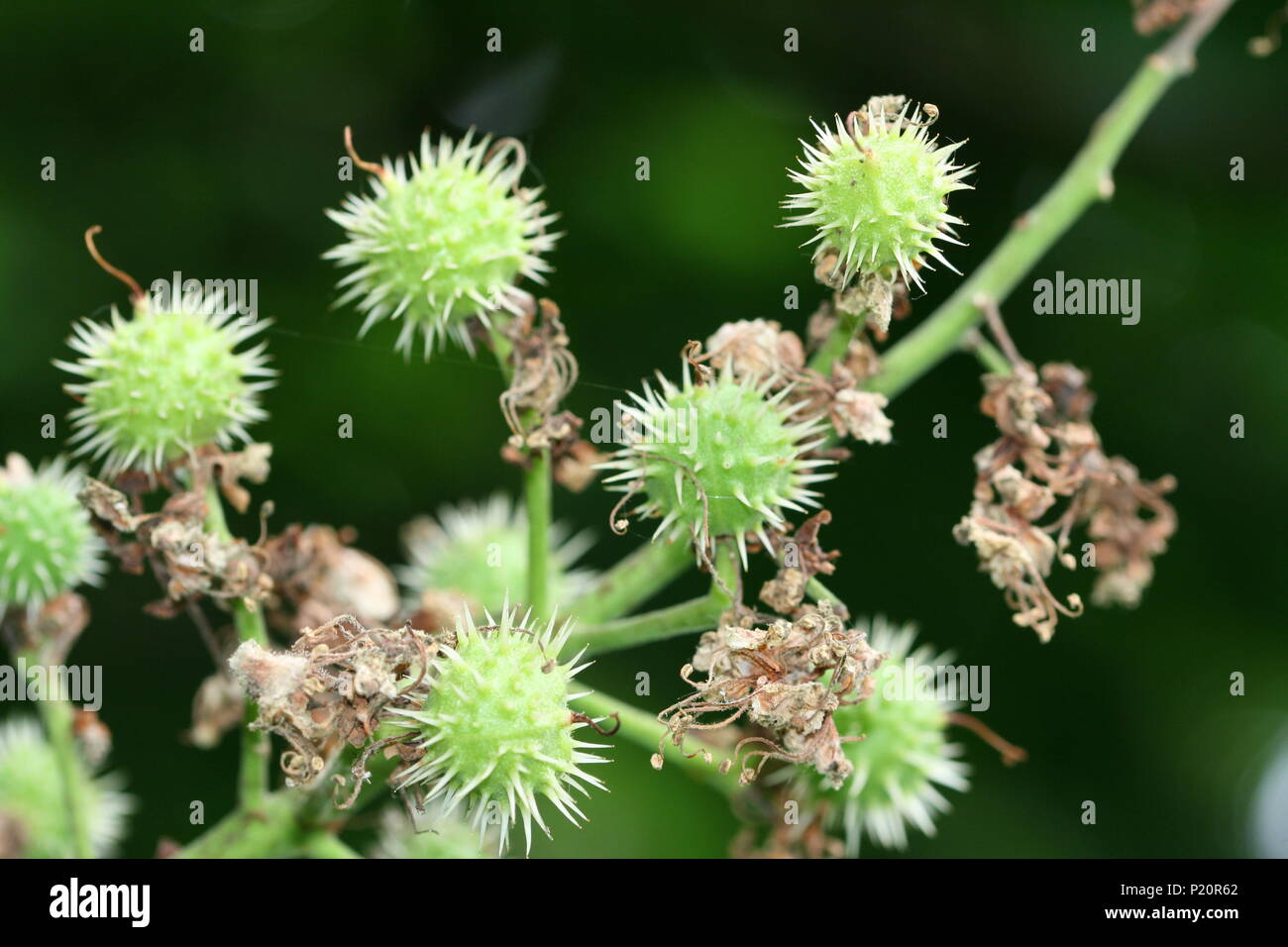 Ippocastano (Aesculus hippocastanum) semi in involucro protettivo Foto Stock