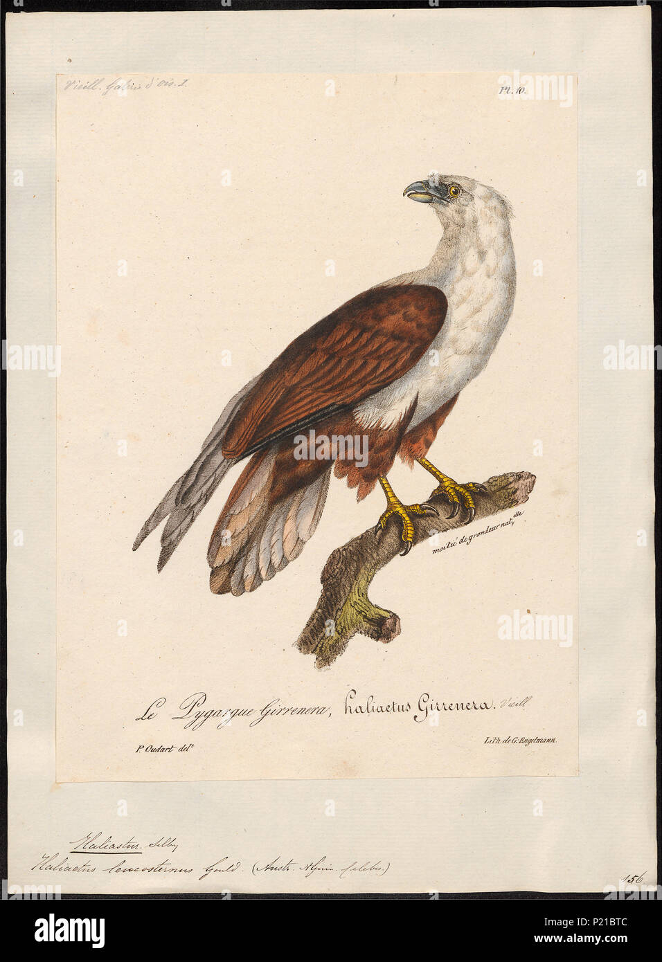 . Haliastur leucosternus . tra 1825 e 1834 144 Haliastur leucosternus - 1825-1834 - Stampa - Iconographia Zoologica - Collezioni Speciali Università di Amsterdam - UBA01 IZ18100350 Foto Stock