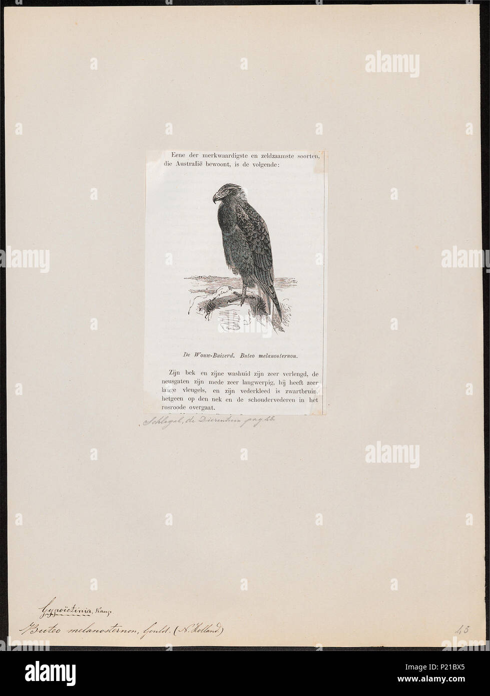 . Buteo melanosternon . 1872 46 Buteo melanosternon - 1872 - Stampa - Iconographia Zoologica - Collezioni Speciali Università di Amsterdam - UBA01 IZ18200047 Foto Stock