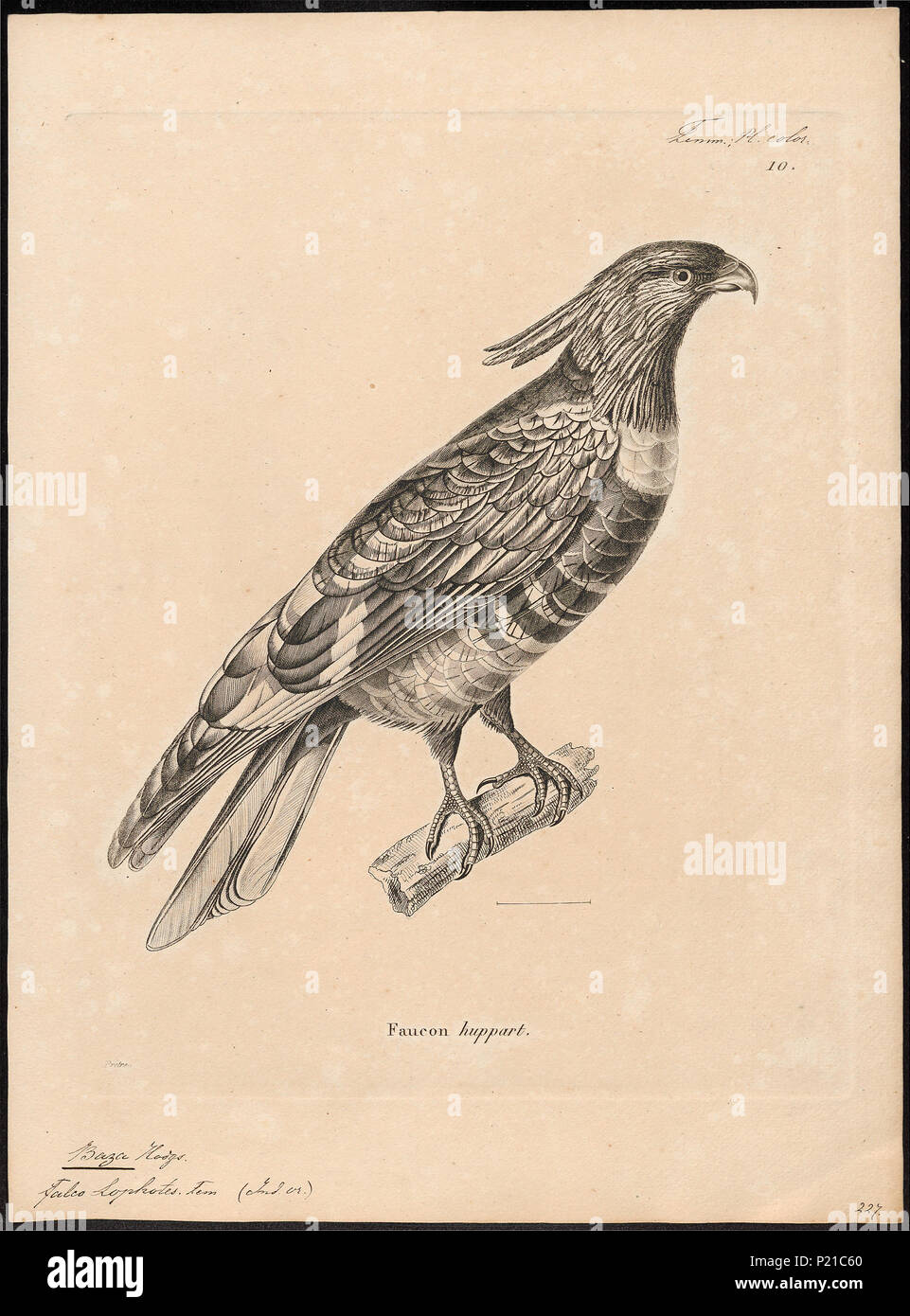 . Baza lophotes . tra il 1700 e il 1880 30 Baza lophotes - 1700-1880 - Stampa - Iconographia Zoologica - Collezioni Speciali Università di Amsterdam - UBA01 IZ18200276 Foto Stock