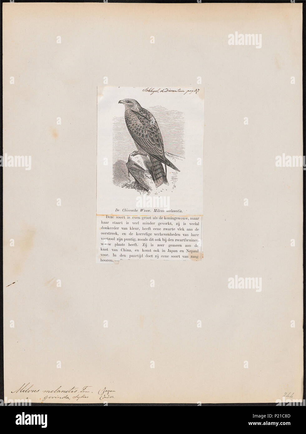 194 Milvus govinda - 1872 - Stampa - Iconographia Zoologica - Collezioni Speciali Università di Amsterdam - UBA01 IZ18200332 Foto Stock