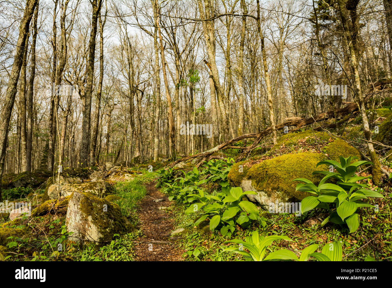 Appalachian Trail conduce all'Abete rosso-bosco di abeti sul Monte Rogers in Virginia. Foto Stock