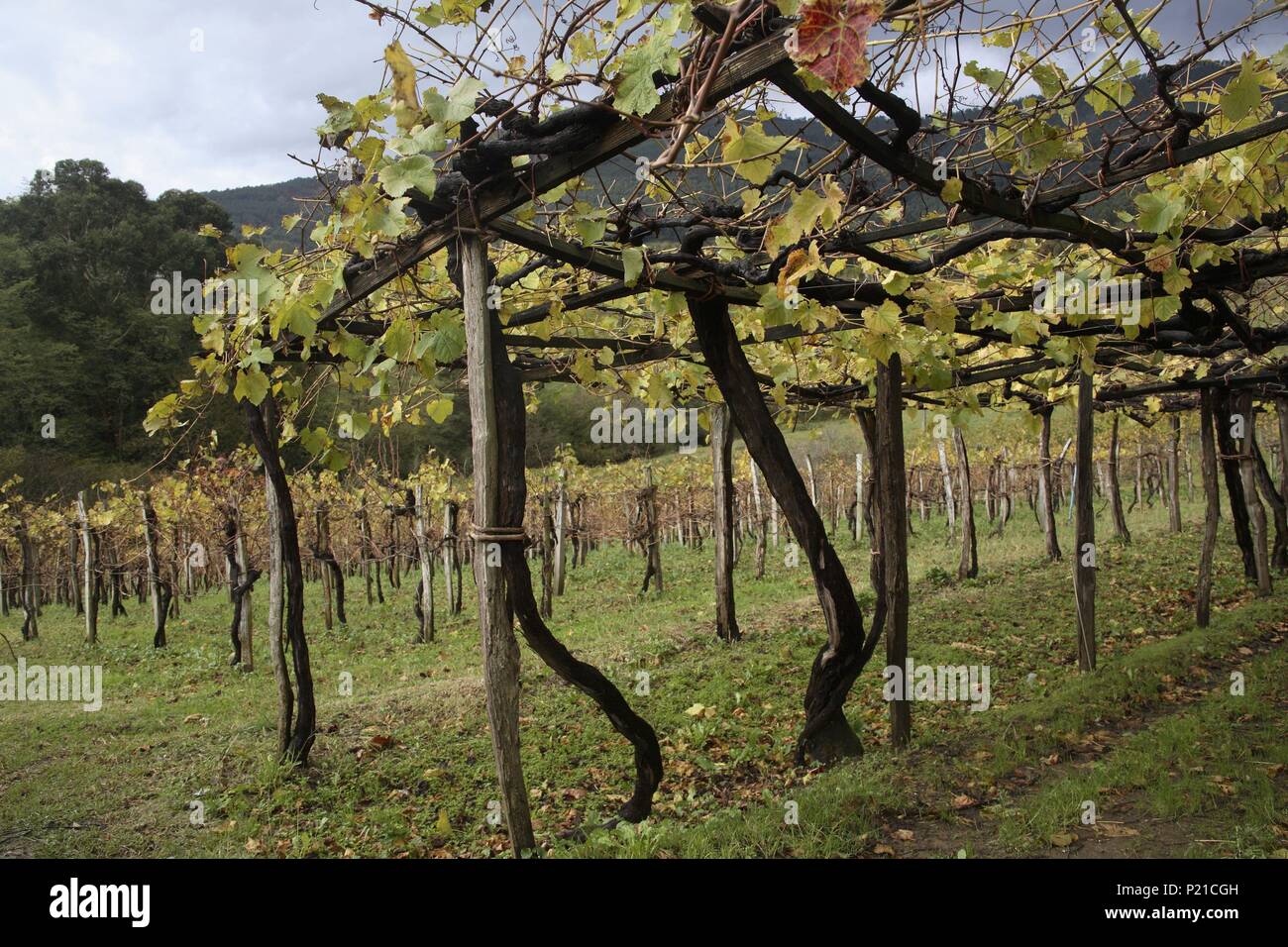 Spagna - Paese Basco - Munguia (distretto) - Golfo di Guascogna. Bakio / Baquio; viñedos para producir el vino txakoli "' (característico de la zona). Foto Stock