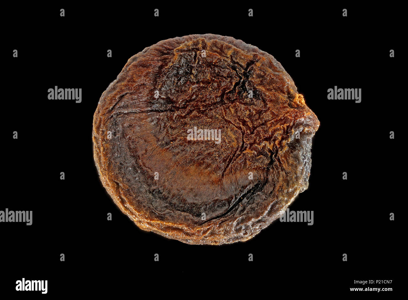 Pimenta dioica, il pepe della Giamaica, Piment, sementi, close up, seme di dimensione 6 mm Foto Stock
