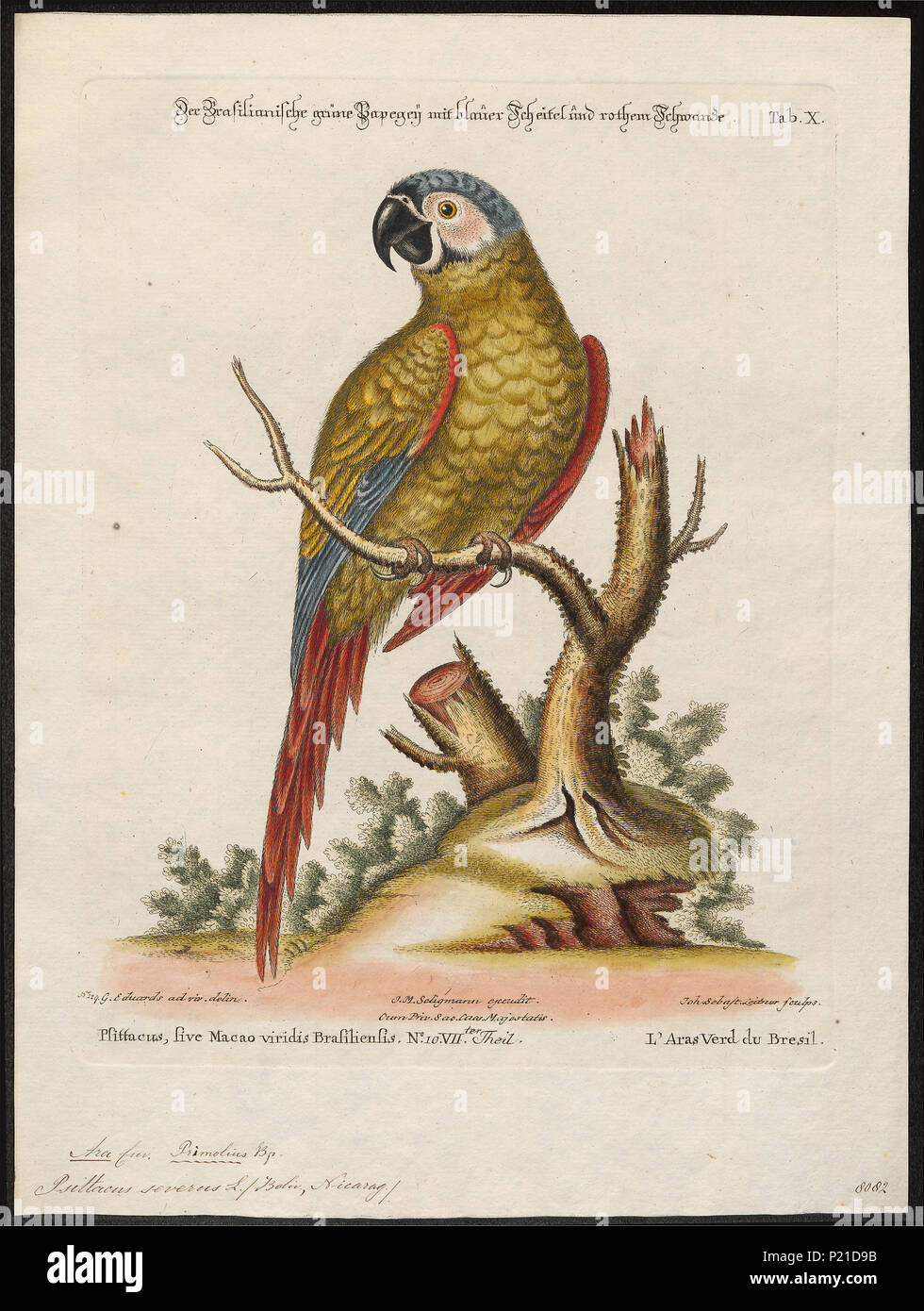 21 Ara severus - 1700-1880 - Stampa - Iconographia Zoologica - Collezioni Speciali Università di Amsterdam - UBA01 IZ18500121 Foto Stock