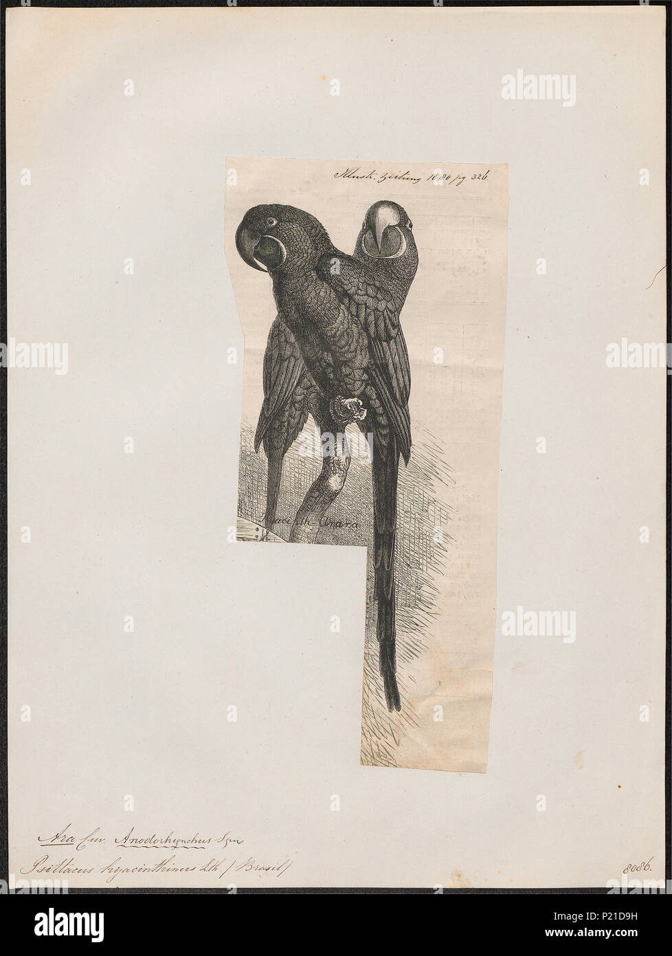 21 Ara hyacinthina - 1880 - Stampa - Iconographia Zoologica - Collezioni Speciali Università di Amsterdam - UBA01 IZ18500129 Foto Stock