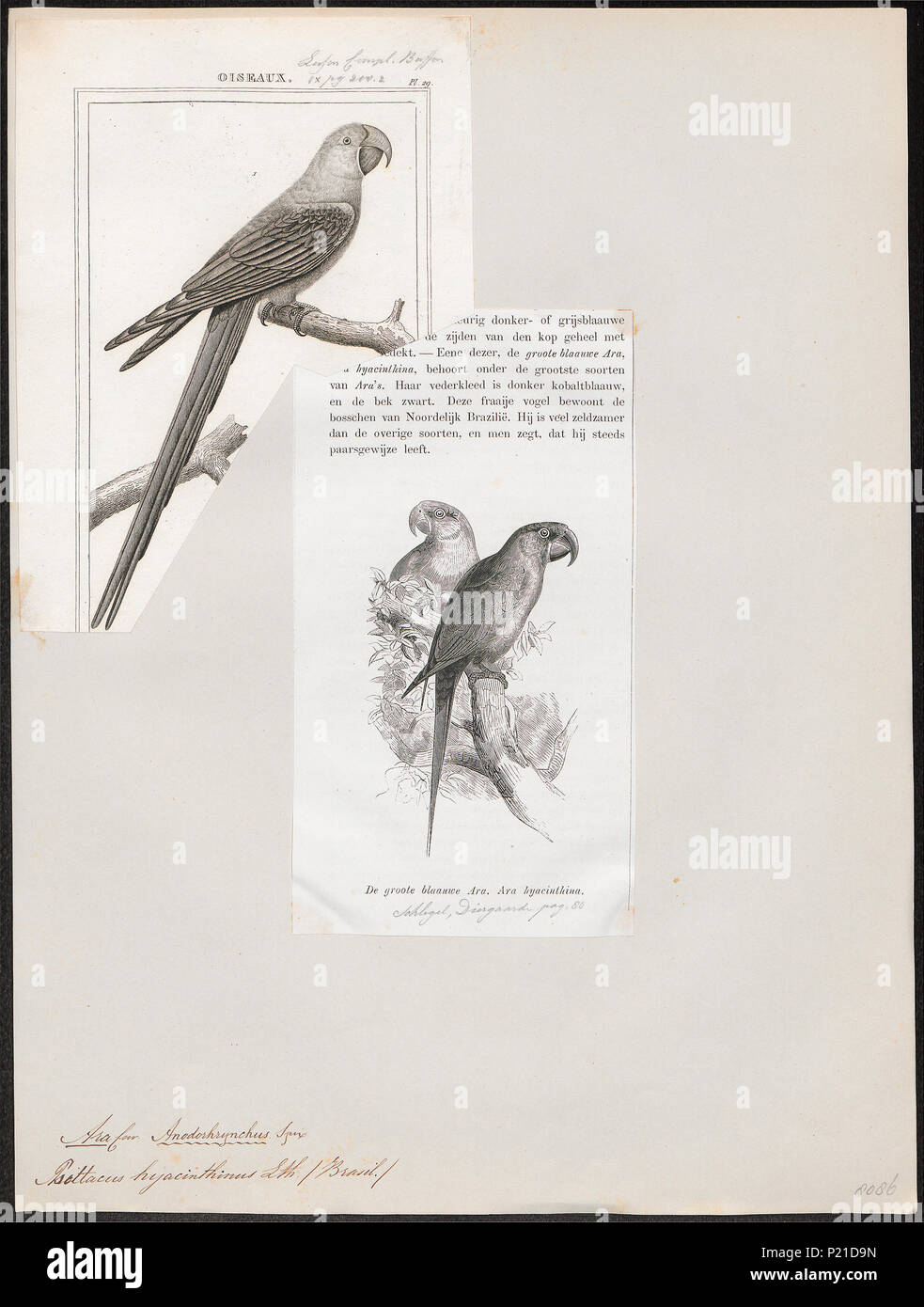 21 Ara hyacinthina - 1838 - Stampa - Iconographia Zoologica - Collezioni Speciali Università di Amsterdam - UBA01 IZ18500131 Foto Stock