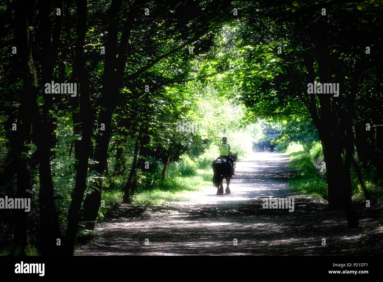 Equitazione intorno al Rivington campagna su un bel inizio giornata d'estate. Ombra e Sun offrono un ambiente perfetto per questo cavallo e cavaliere. Foto Stock